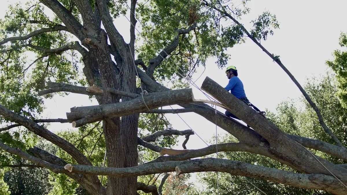 Professional Crown Thinning performed by certified arborists in Pillow