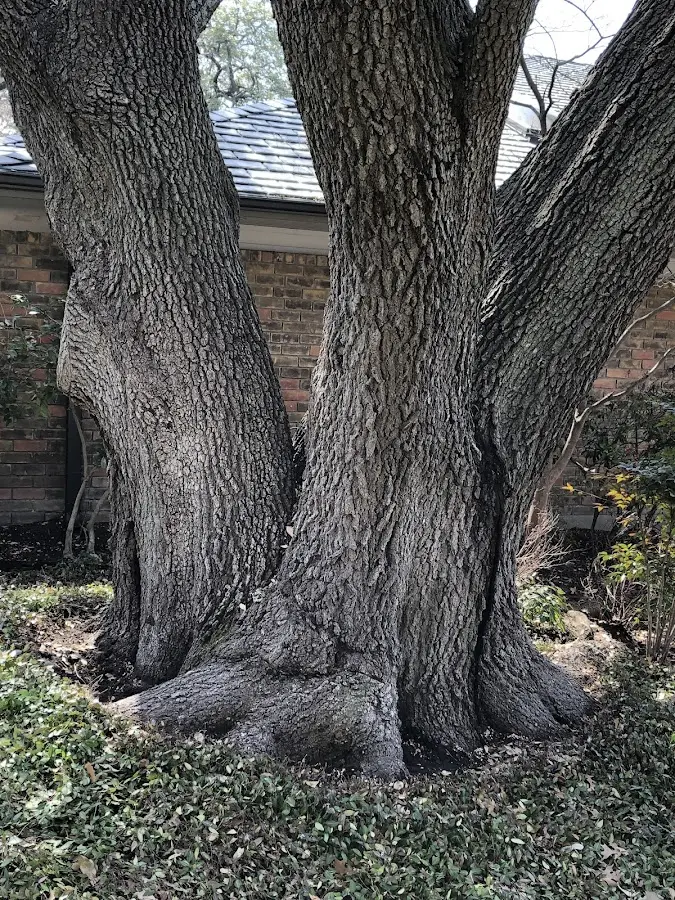 Mature heritage tree close to a Pillow property cared for by certified arborists